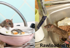 Effective Methods to Eliminate Rats from Your Home in Nigeria