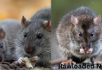 Types of Rats: A Comprehensive Guide with Explanations