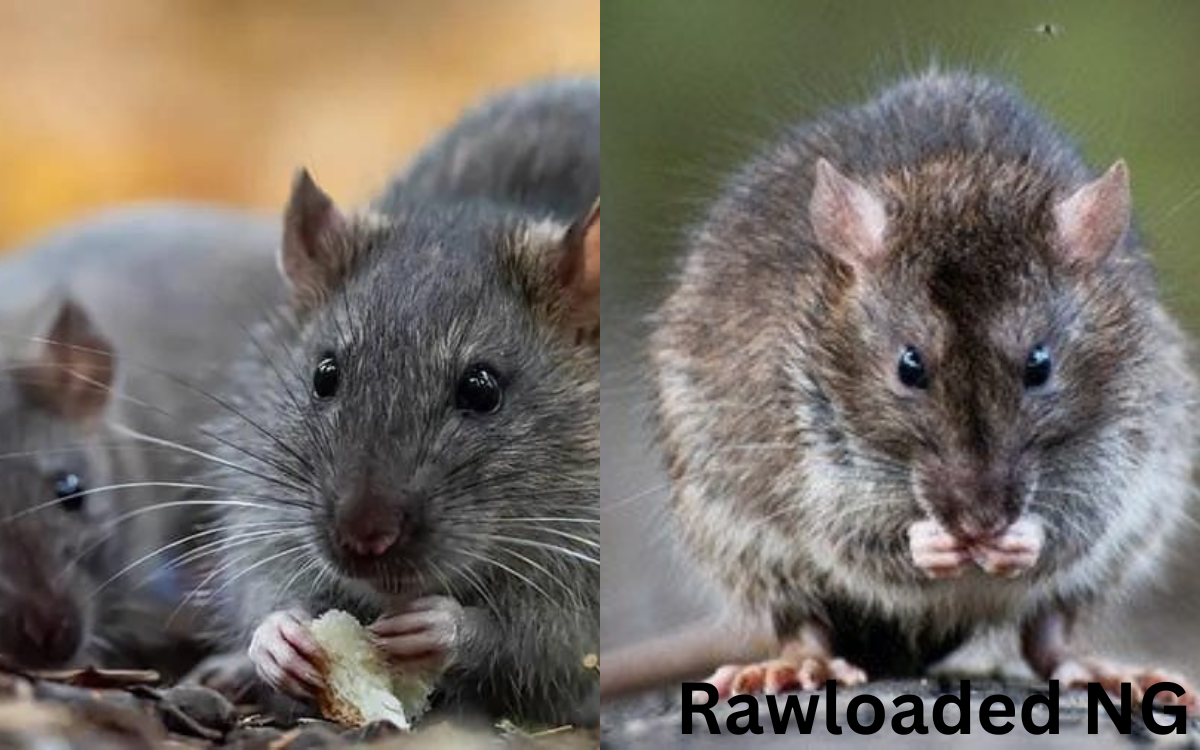 Types of Rats: A Comprehensive Guide with Explanations