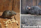 Contrasts Between Rats and Mice
